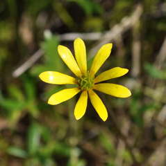 Ranunculus glabrifolius