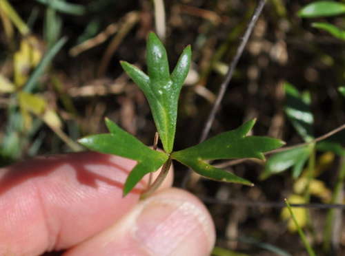 Image of Ranunculus glabrifolius by (c) Kevin Sparrow, some rights reserved (CC BY)