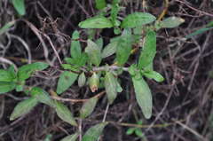 Persicaria prostrata