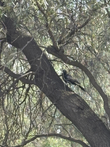 White-winged Chough