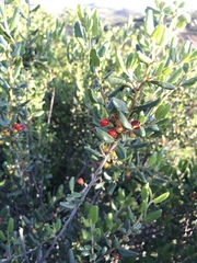 Rhamnus pilosa