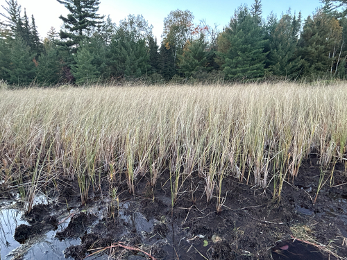 Carex lasiocarpa observed 2026-09-30