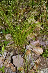 Isolepis carinata