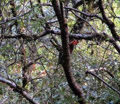 Dendrocopos hyperythrus