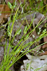Isolepis carinata