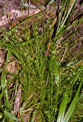 Isolepis carinata