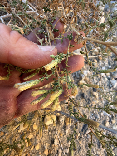 Brickellia microphylla, 2026-10-02
