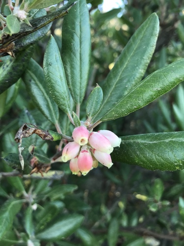 mission manzanita