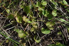 Centella cordifolia