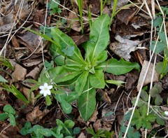 Picris japonica kamtschatica