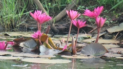 Nymphaea rubra