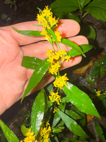 bluestem goldenrod