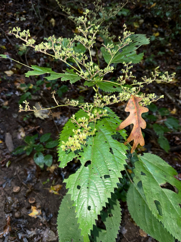 wood nettle