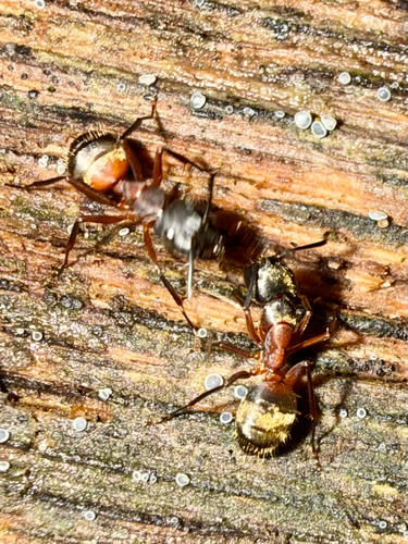 Ferruginous Carpenter Ant