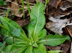 Picris japonica kamtschatica