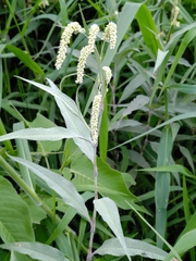 Persicaria lapathifolia lanata
