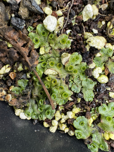 Marchantia polymorpha observed 2026-10-02