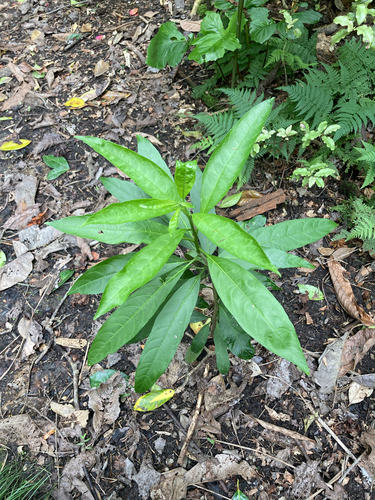 Cestrum nocturnum observed 2026-10-03