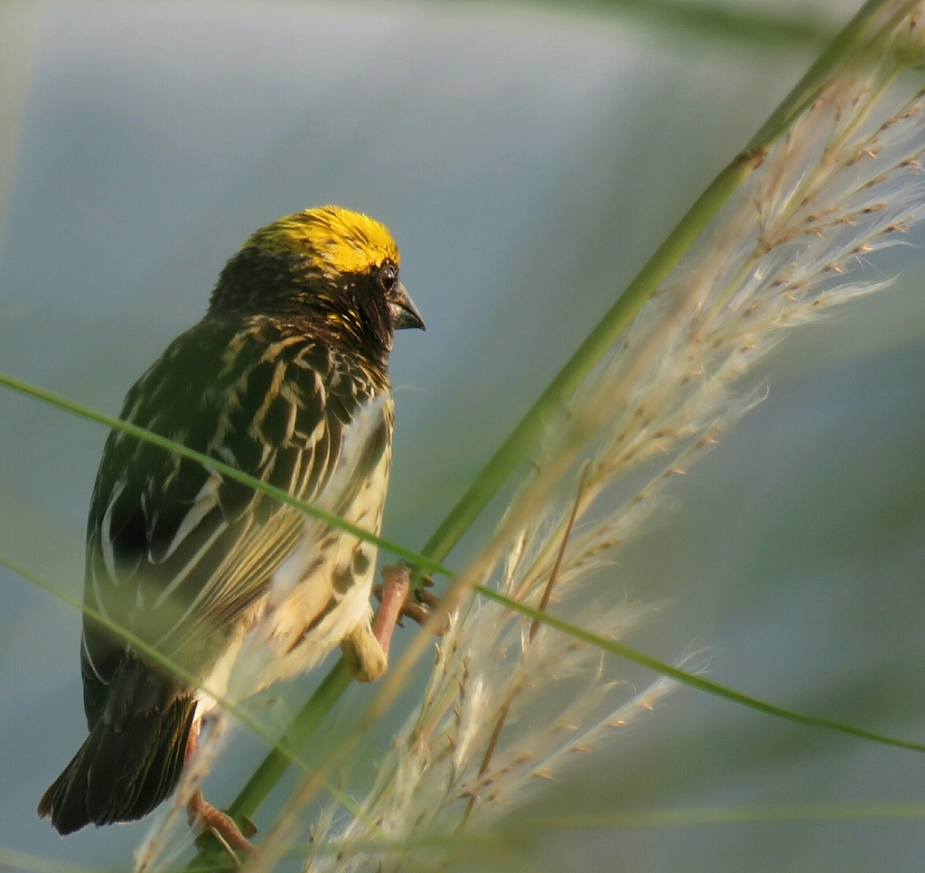 Streaked Weaver