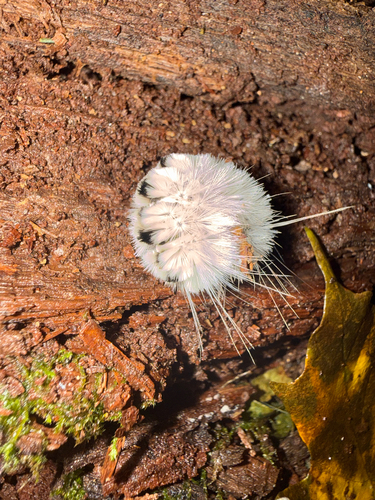Hickory Tussock Moth
