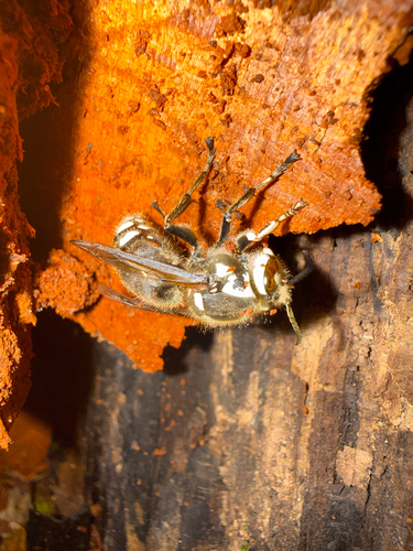 Bald-faced Hornet
