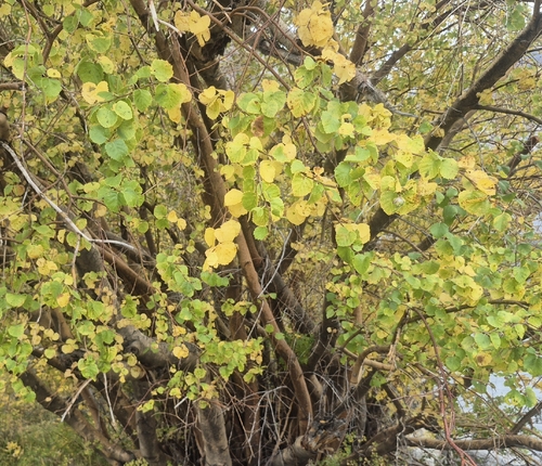 Betula microphylla, 2026-10-02