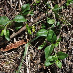 Opercularia ovata