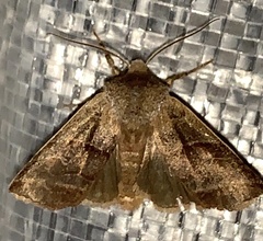 Eupsilia devia