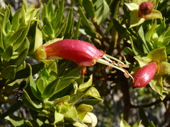Eremophila duttonii