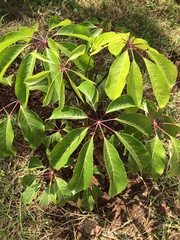 Schefflera