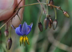 Dianella callicarpa