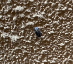 Armadillidium vulgare