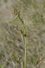 Dianella callicarpa