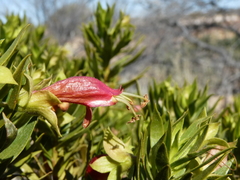 Eremophila duttonii