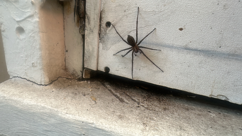 Giant House Spider