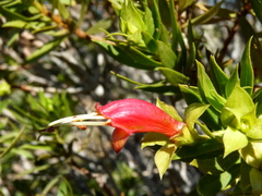 Eremophila duttonii