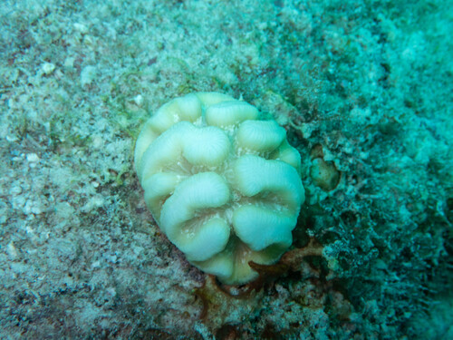 Manicina areolata observed 2026-09-15