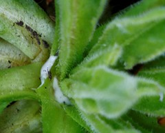 Picris japonica kamtschatica