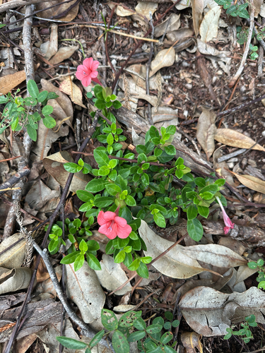 Barleria repens observed 2026-10-02