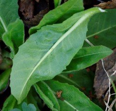 Picris japonica kamtschatica