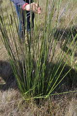 Carex tereticaulis