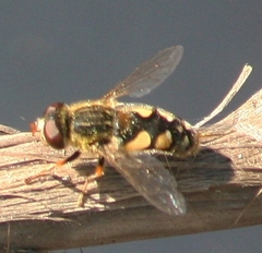 Parhelophilus rex