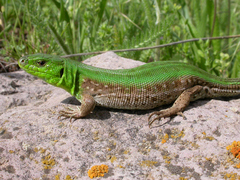 Lacerta agilis brevicaudata