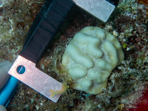 Manicina areolata observed 2026-09-15