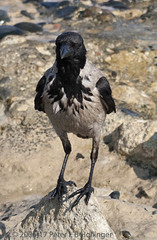 Corvus cornix