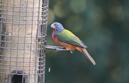 Painted Bunting