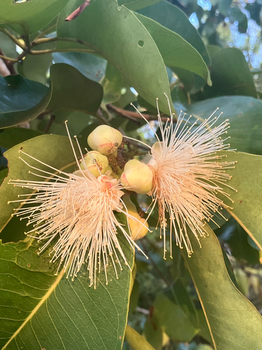 Syzygium suborbiculare observed 2026-10-02