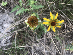 Tetragonotheca texana