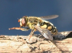 Parhelophilus rex
