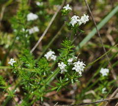 Asperula scoparia